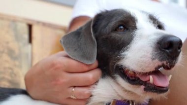 Namlu, sevimli köpek yavrusu kadar kapatın