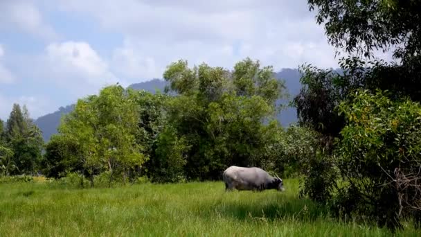 Asia Buffalo in Country Field with Green Grass — Stock Video