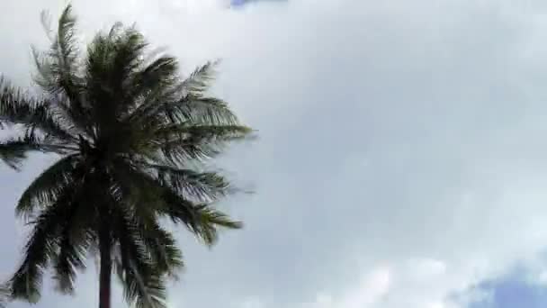 Timelapse av kokosfibrer Palm Tree mot blå himmel — Stockvideo