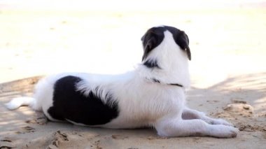 Köpek sahilde rahatlatıcı