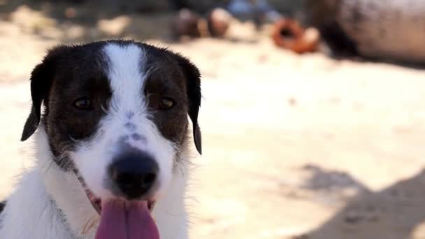 Lindo perro descansando — Vídeos de Stock