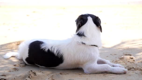 Perro relajante en la playa — Vídeo de stock