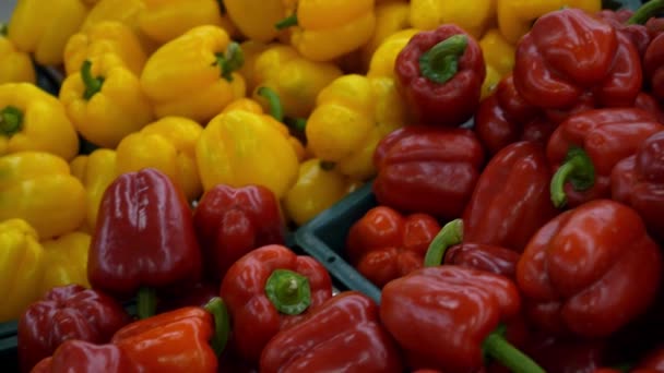 Colorful Sweet Bell Peppers in Supermarket or Greengrocery — Stock Video