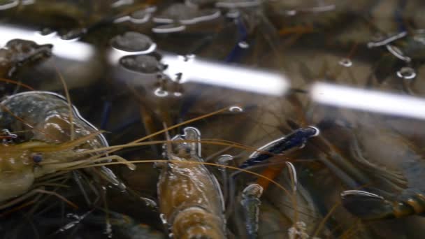 Camarones o langostinos frescos crudos en el mercado de mariscos — Vídeo de stock