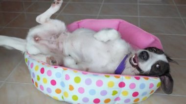 Bir yatakta yatan komik şirin köpek yavrusu köpek