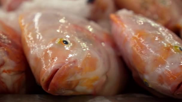 Pargo rojo en una exhibición en el mercado tailandés de pescado — Vídeos de Stock