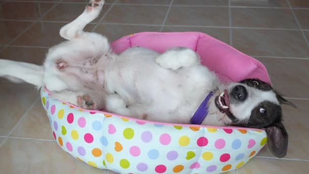 Grappige schattige Puppy hond liggen in een Bed — Stockvideo