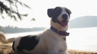 Şirin mutlu köpek sahilde kapatın. Ağır çekim.