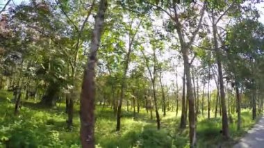 Yeşil kauçuk ağaçları ile lateks Tayland. Ağır çekim.