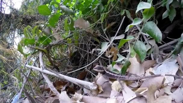 Gecko o Lagarto al aire libre en la selva. Moción lenta . — Vídeos de Stock