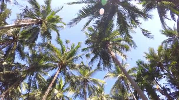 Palmeiras e Sol Tropical no Céu. Movimento lento . — Vídeo de Stock