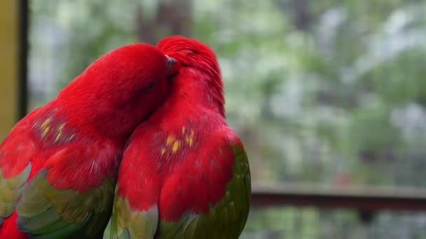 Pássaros apaixonados: Par de papagaios bonitos beijar close-up — Vídeo de Stock