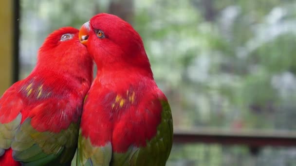 Deux beaux perroquets colorés se nettoient en amour — Video