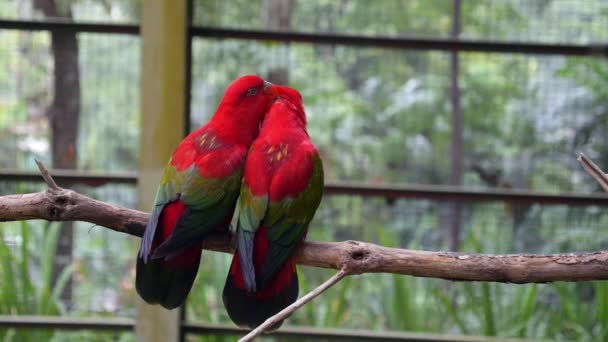 Closeup of Pair Lovebirds Sitting Together in Parrot Park — Stock Video