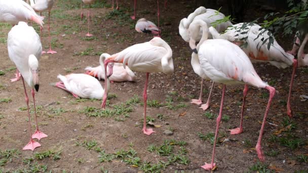 Gros plan sur le flamant rose dans le parc d'oiseaux de Malaisie — Video