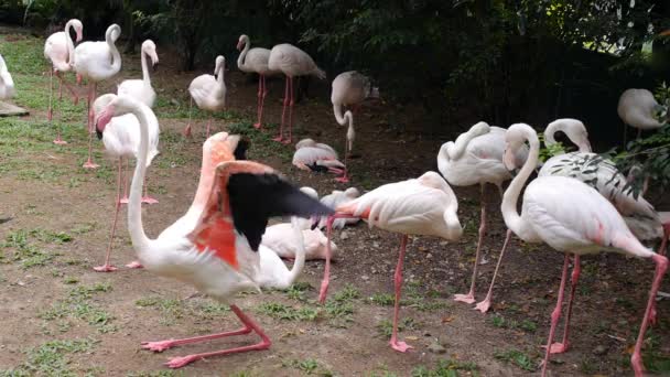Roze flamingo's buitenshuis — Stockvideo