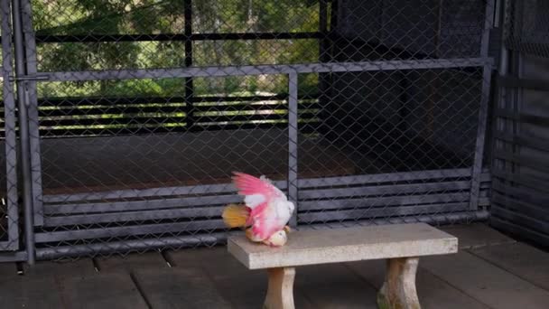 Bonitos pombos casal reprodução ao ar livre . — Vídeo de Stock