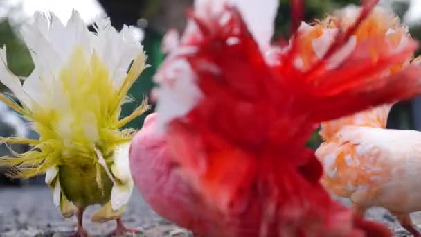 Increíbles palomas coloridas o palomas en primer plano del parque — Vídeos de Stock