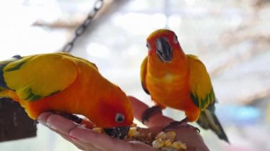 Tutan ve beslenme papağan - hayvan bakımı kavramı el