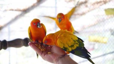 Güzel papağan elinden yemek yeme yakın çekim