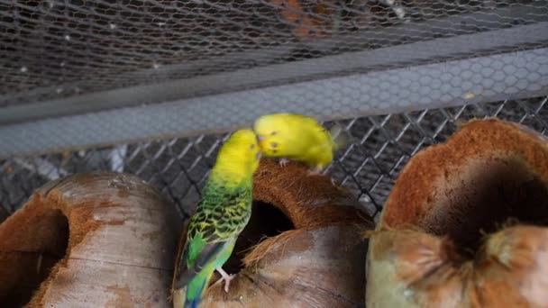 Lovely Couple of Parrots Kissing Each Other — Stock Video