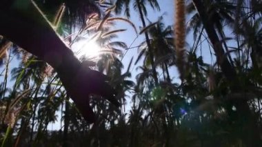 Parkta çim yaz gün batımında dokunmadan el mans