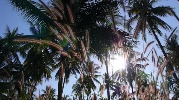 Kokospalmen und Gras vor blauem Himmel bei Sonnenuntergang — Stockvideo