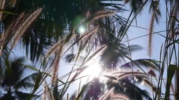 Pięknej zieleni z trawy i dłonie na zachodzie słońca — Wideo stockowe