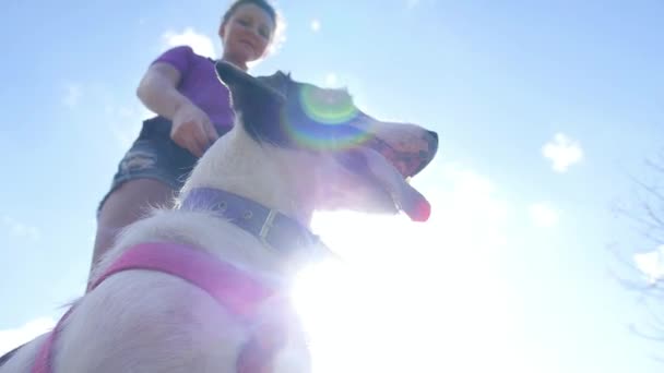 Jonge vrouw geven haar hond een traktatie buitenshuis — Stockvideo