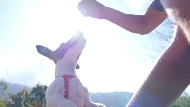 Właściciel daje pewien traktować szczenię szczęśliwy Jack Russel Terrier — Wideo stockowe