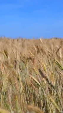 Olgun buğdayın altın kulakları, açık mavi bir gökyüzüne doğru yavaşça savruluyor, huzurlu bir tarım arazisinin özünü yakalıyor ve kırsal alanda yaklaşan hasat mevsimini yakalıyor.