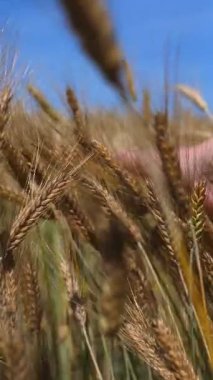Güneşli bir günde, insanlar olgun buğday tarlasına nazikçe dokunarak insan ve doğa arasındaki bağlantıyı ve bol miktarda hasat kavramını gözler önüne seriyorlar.