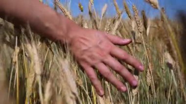 Erkek çiftçiler güneşli bir günde tarlada olgunlaşmış altın buğday başaklarına nazikçe dokunuyorlar. Konsept, doğa, tarım ve iyi bir hasatın memnuniyeti ile ilgili.
