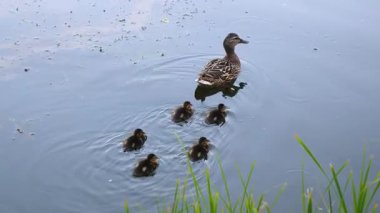 Yavru ördek yavrusu peş peşe onu takip ederken Mallard ördek annesi sakin bir gölette yüzüyor. Hayvan ailesinin ve ebeveynlik içgüdülerinin doğal ortamlarında harika bir sahne.