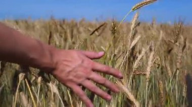 Bir çiftçinin eli, uçsuz bucaksız bir tarlada olgunlaşmış buğdayın altın kulaklarına nazikçe dokunarak, başarılı bir hasat ve insan ile doğa arasındaki bağlantıyı simgeliyor.