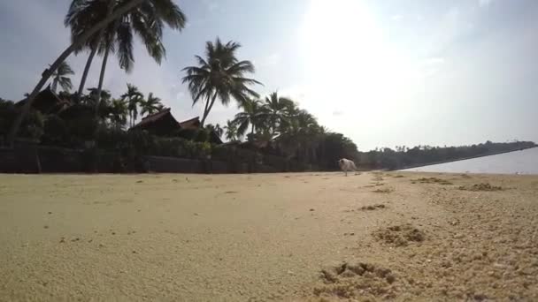 Happy Carefree Dog Running on the Beach. Movimento lento . — Vídeo de Stock