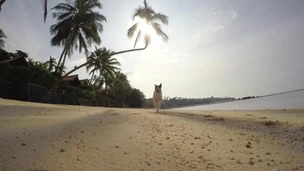 Plajda çalışan mutlu ücretsiz köpek. Ağır çekim. — Stok video