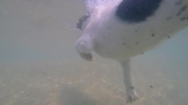 Sevimli köpek sualtı yüzme. Ağır çekim. — Stok video
