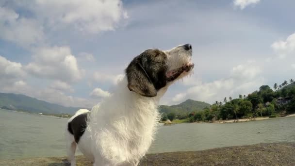 Zabawny pies otrząsają się wody na plaży. Zwolnionym tempie. — Wideo stockowe