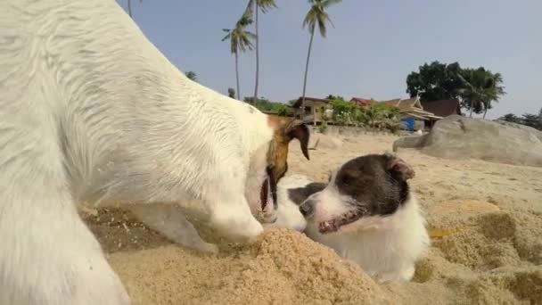 Zwei Hunde spielen am Strand — Stockvideo