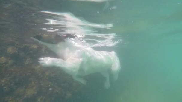 Puppy Swimming Underwater on Vacation. Slow Motion. — Stock Video