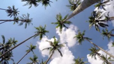 Coconut Palm ağaçlar tropikal mavi gökyüzü karşı. Zaman atlamalı.