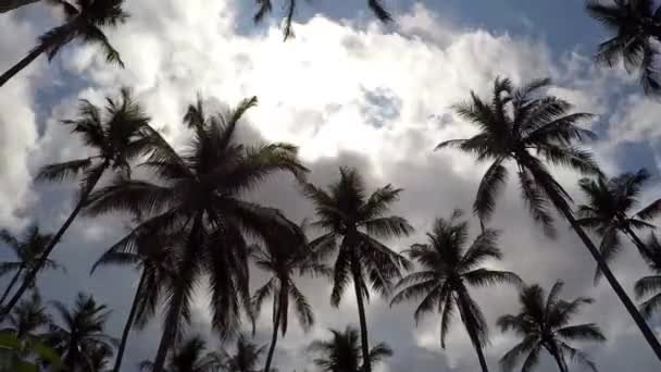 Palmen tegen blauwe hemel op exotische tropische eiland — Stockvideo
