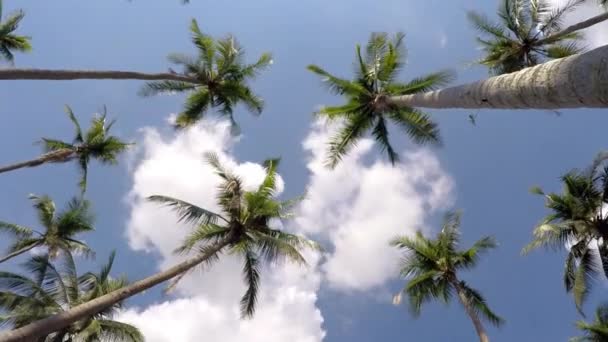 Tropical Jungle Palm Trees against Blue Vacation Sky (en inglés). Tiempo de caducidad — Vídeo de stock