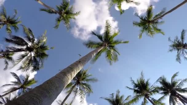 Tropischer Strand mit Kokospalmen vor blauem Himmel. Zeitraffer — Stockvideo