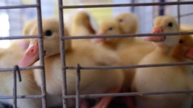 Tavuk çiftliği kafeste üzerinde şirin küçük Ducklings kadar kapatın