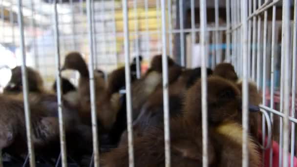 Zwarte Gosling en kuikens te koop in de kooi — Stockvideo