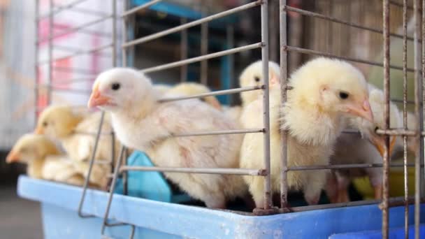 Petit poulet à la ferme avicole en cage. Gros plan . — Video