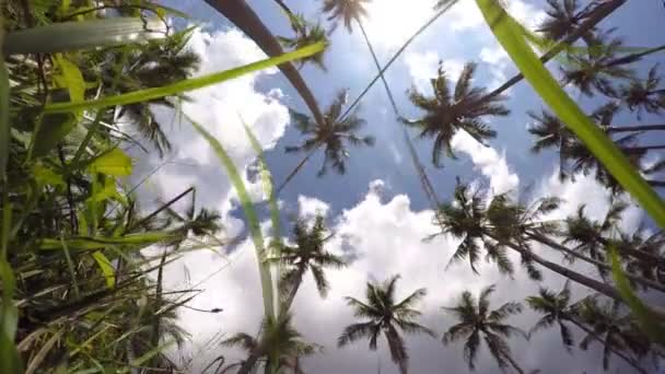 Palmeras tropicales verdes contra el cielo azul. Tiempo de caducidad . — Vídeo de stock