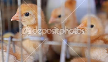 Tavuk çiftliği. Küçük tavuk yumurtlayanlar evde beslenen hayvan dükkan Satılık